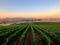Gianluigi De Addis Winery - Between Vineyard and Cellar