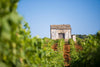Augustali - Vineyards at Sunset