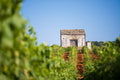 Augustali - Vineyards at Sunset