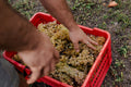 Bodega Simone Cerruti - Cata de 6 vinos