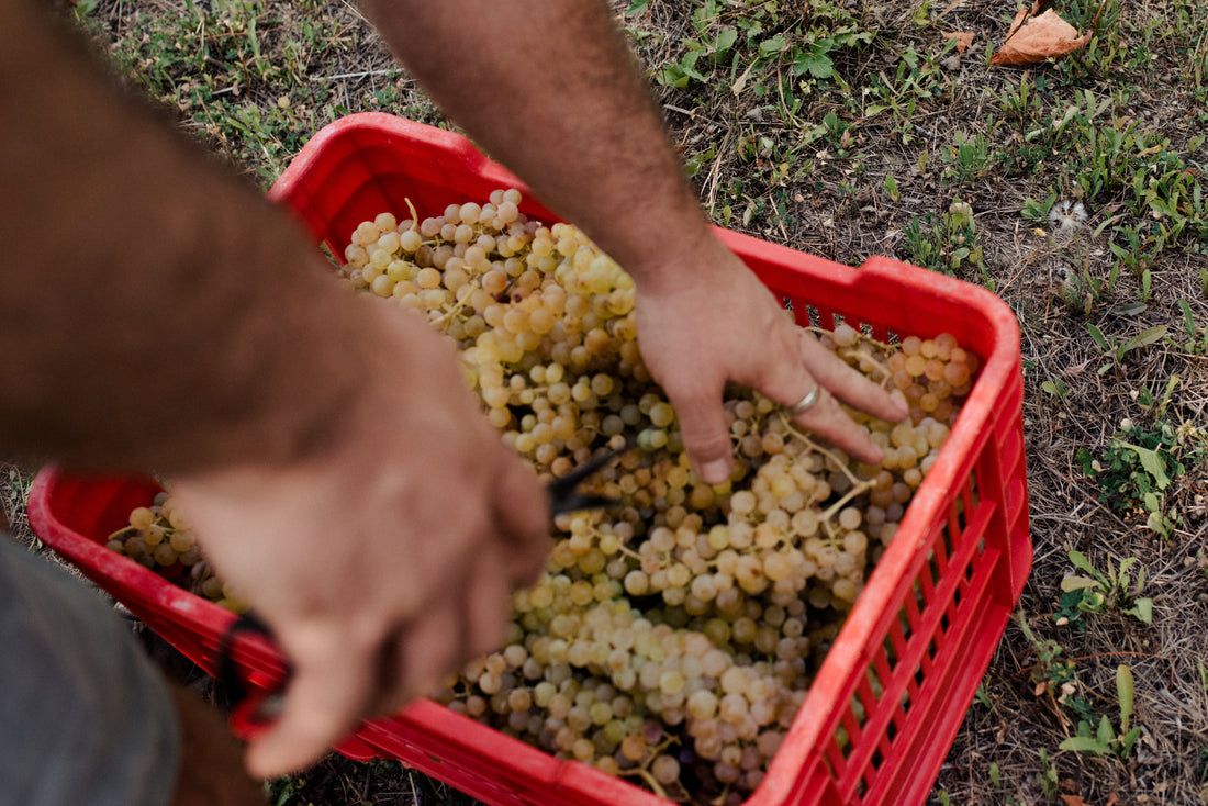 Simone Cerruti Winery - Degustazione 6 Vini Piemonte Simone Cerruti Winery