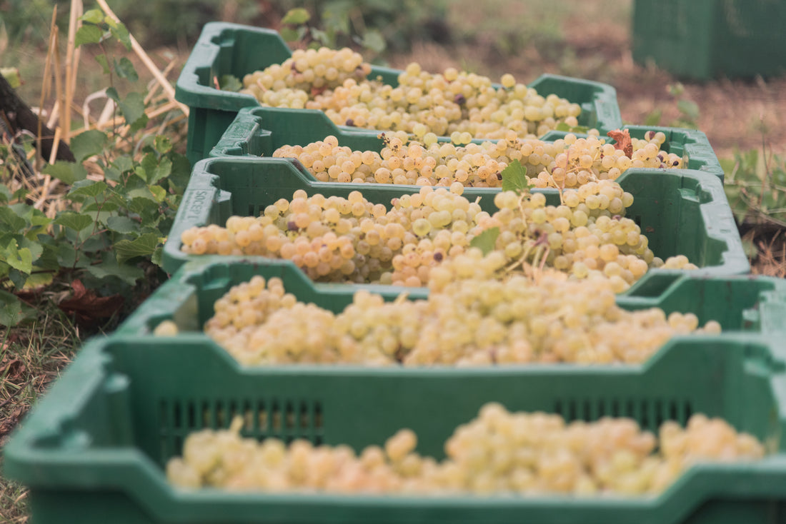 Eredi dei Papi - Degustazione 3 Vini Lazio Eredi dei Papi