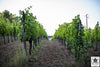 Tosi Wines - Pinot Nero Experience