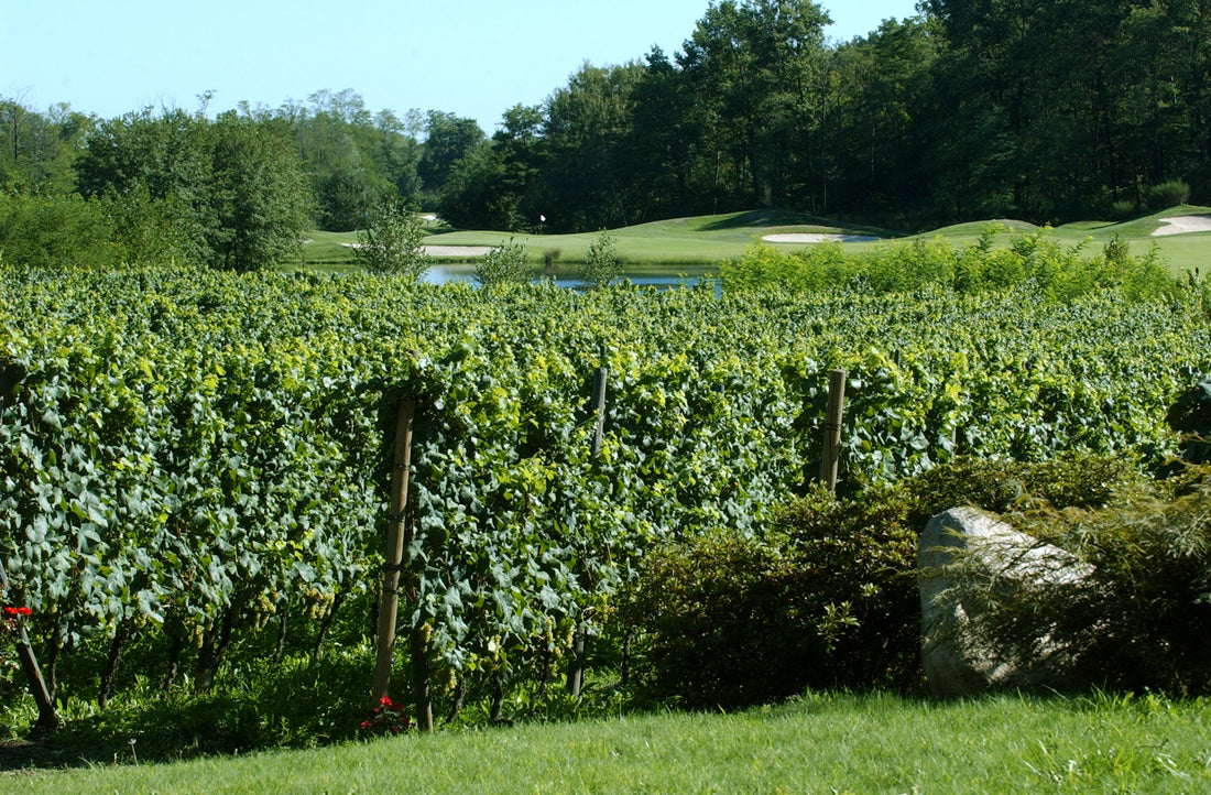 Bersano - Tasting 5 wines "Our History"