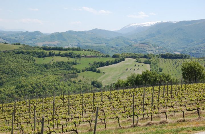 Terre di Serrapetrona - Tenuta Stefano Graidi Full Immersion Marche Terre di Serrapetrona