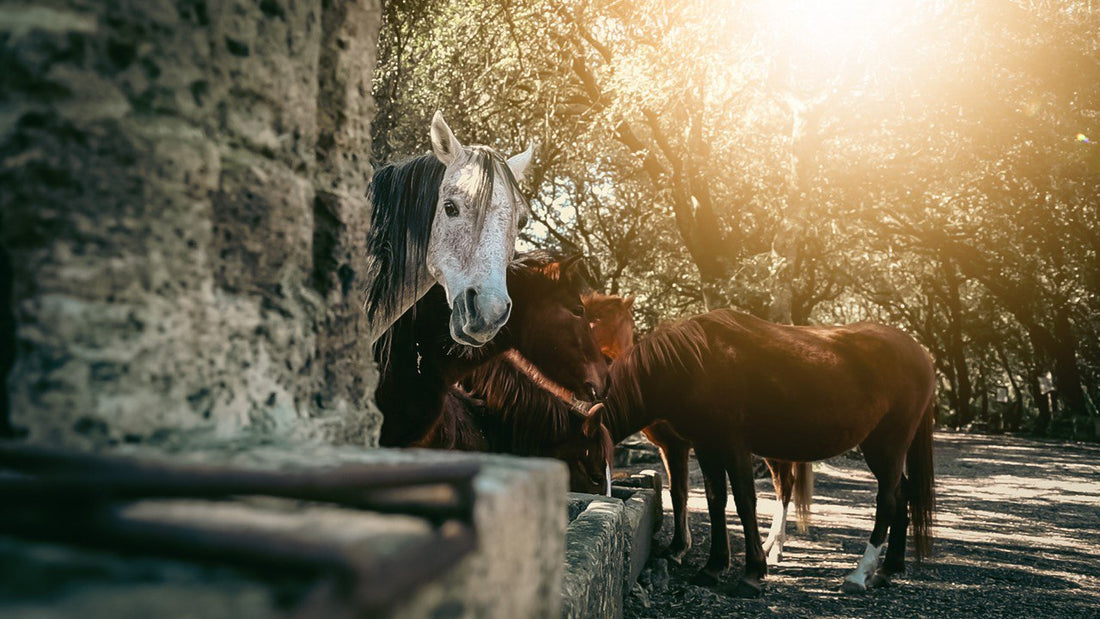 Tenute Al Bano - Il Percorso della Salute Puglia Tenute Al Bano