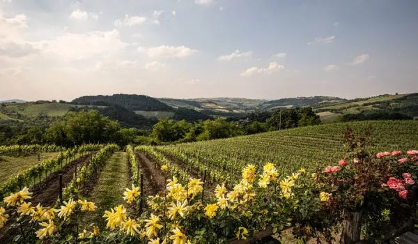 Arcadia Conte Vistarino - I vini dell&