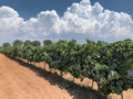 Gurrieri - Cata de 3 vinos 