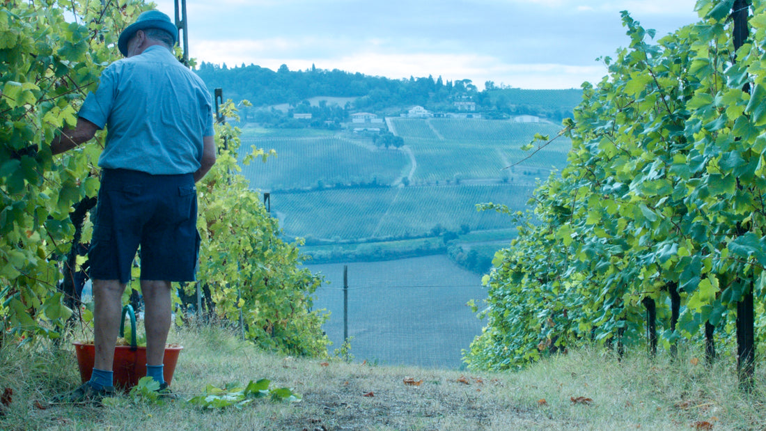Assirelli vini - Degustazione Tradizionale nelle Colline Bolognesi Emilia Romagna Assirelli vini