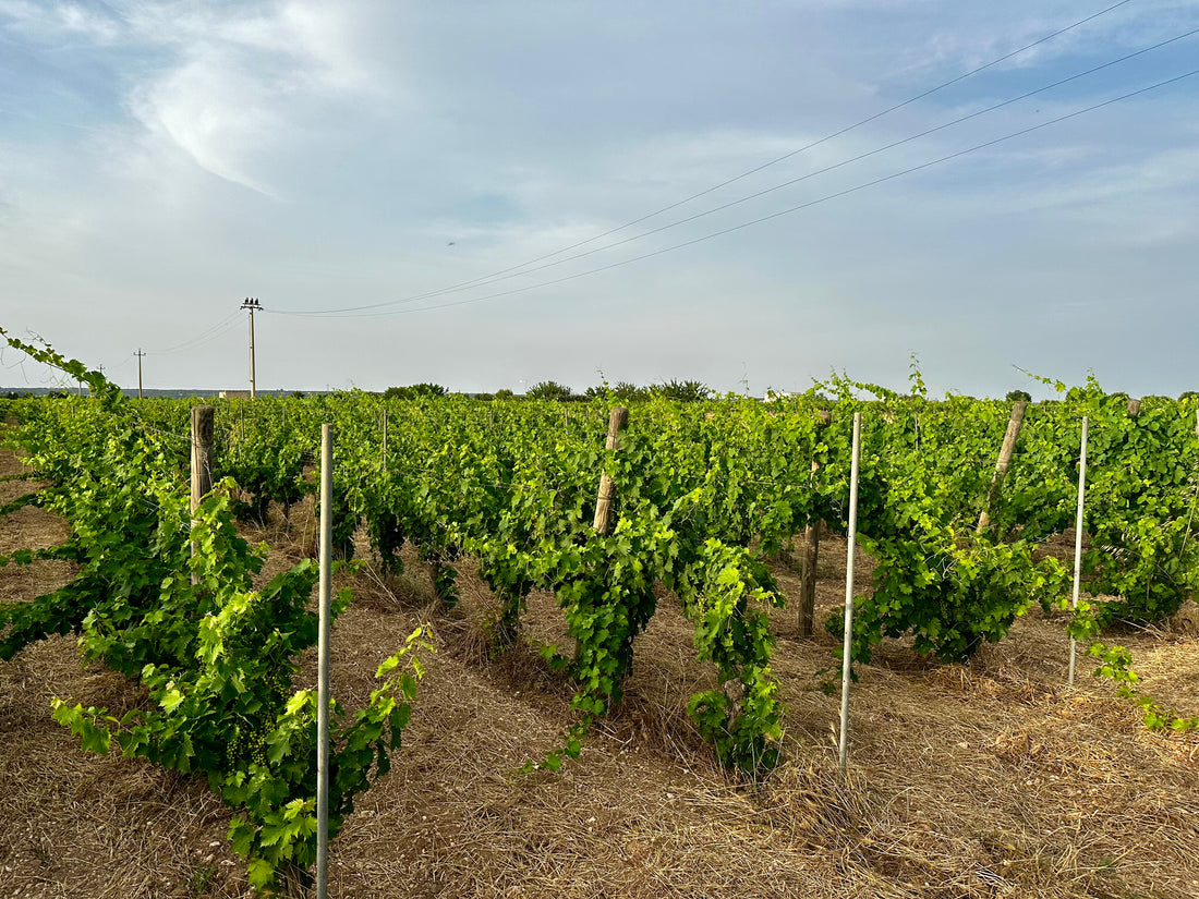 De Quarto - Tipica Puglia De Quarto