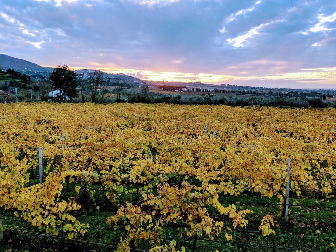 Eredi dei Papi - Degustazione 3 Vini Lazio Eredi dei Papi