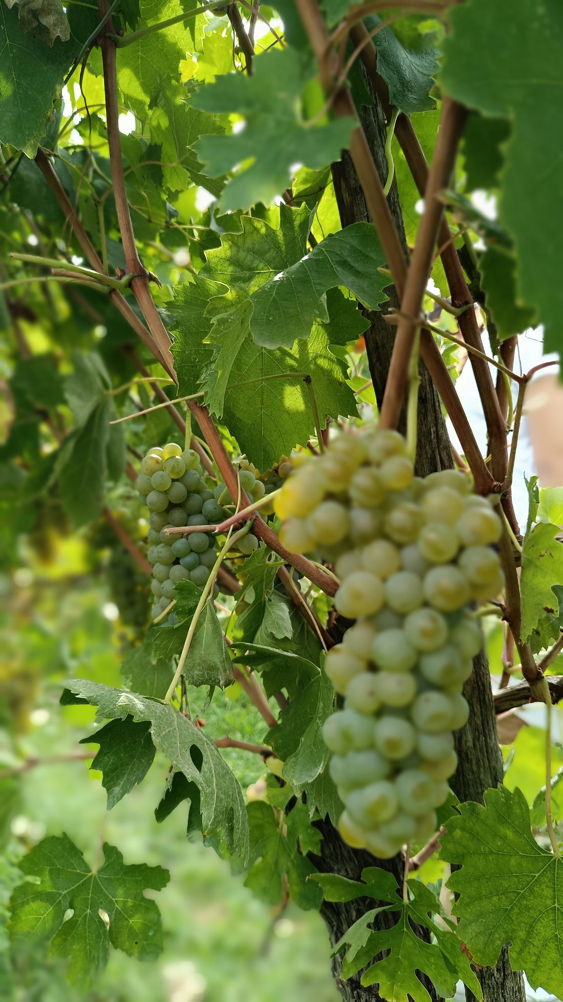 PETRILLO - Pranzo con Degustazione Campania Petrillo