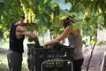 Casarotto Agricultural Company - Super tasting