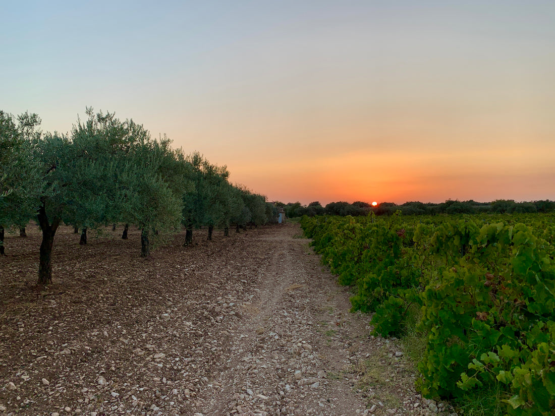 Gurrieri - Degustazione Vini e Spumanti "Perlage" Sicilia Gurrieri