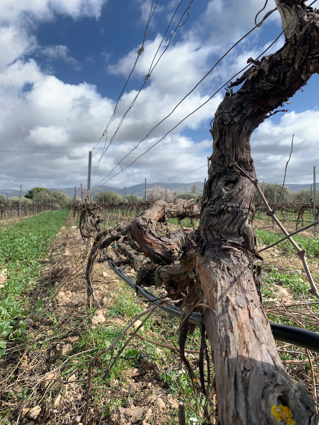 Gurrieri - Degustazione Vini e Spumanti "Perlage" Sicilia Gurrieri