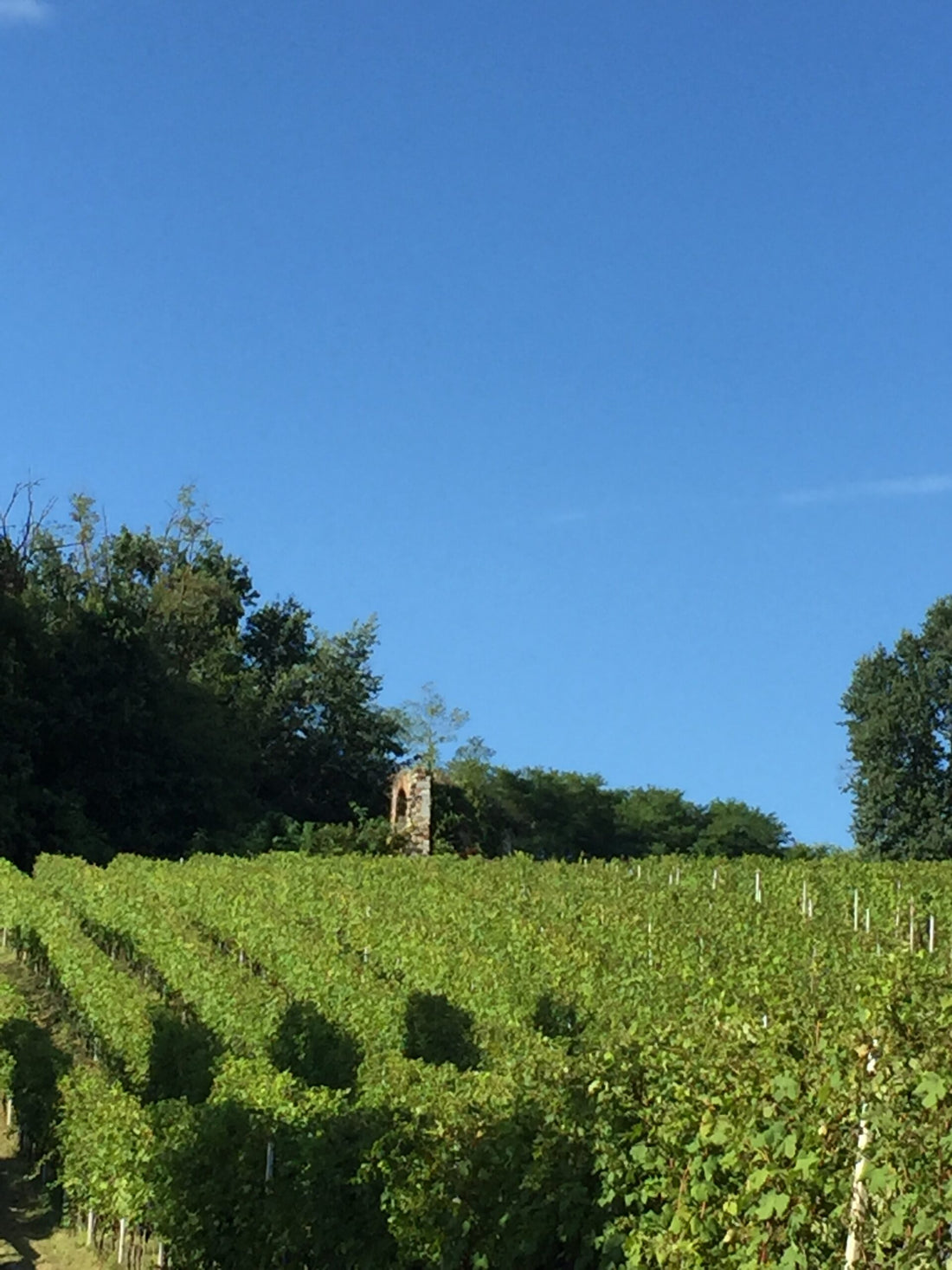 Bersano - Tasting 5 wines "Our History"