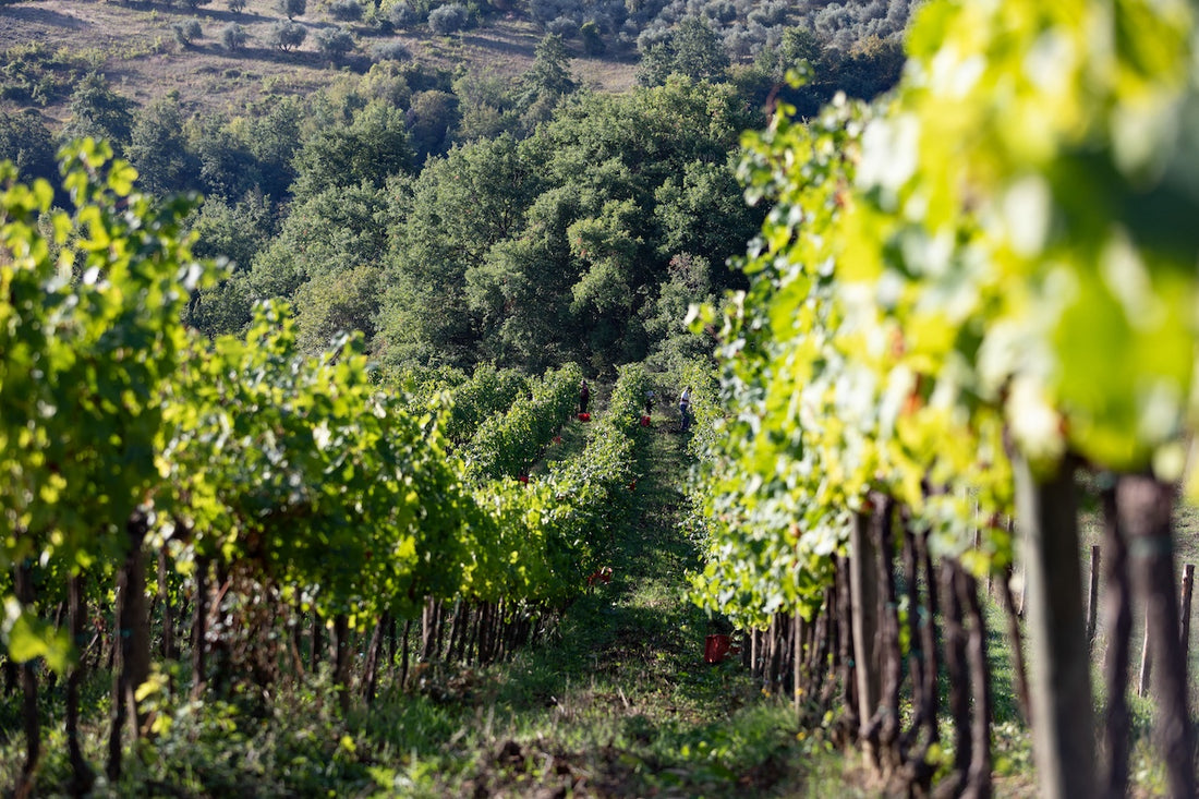 Torre Bisenzio - Blend your bottle Umbria Torre Bisenzio