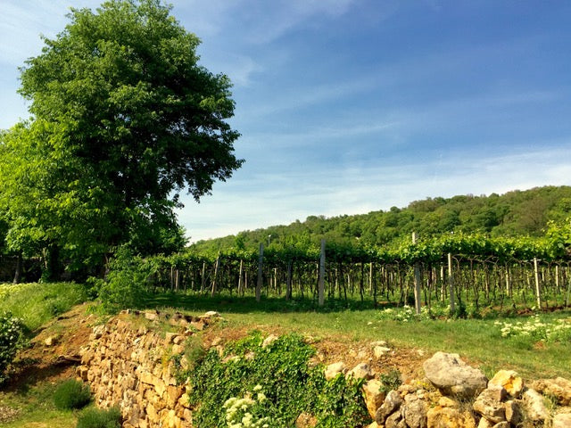 La Pria - Degustazione e Avventura in fuoristrada trai vigneti Veneto La Pria