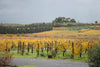 Heirs of the Popes - Tasting 3 Wines with Light Lunch