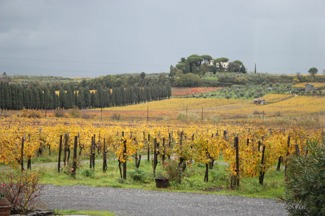 De Sanctis - Vini d&