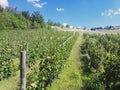 Wine and Roses - Classic tasting