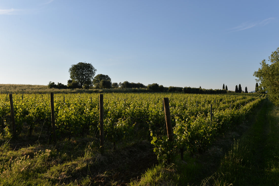 IViti - Pranzo con Degustazione Toscana Iviti