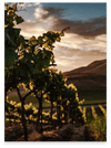 Pietreionne Wine experience Master Falanghina del Sannio in vertical