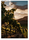 Pietreionne Wine experience Master Falanghina del Sannio in vertical