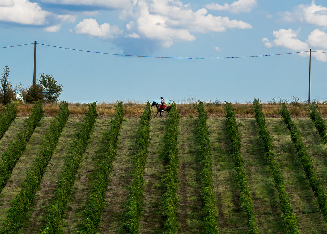 La Sabbiona - Soggiorno & Degustazione Emilia Romagna La Sabbiona