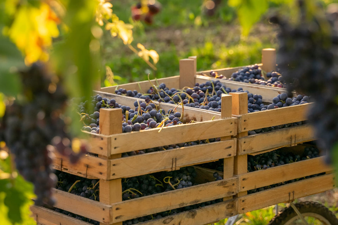 Le Bignele - Relax in Valpolicella Veneto Le Bignele