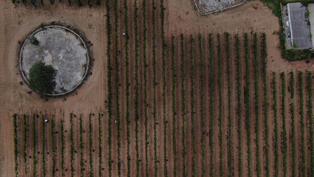 Masseria Fano Relais & Wine - Suite sea view soggiorno e degustazione Puglia Masseria Fano Relais & Wine