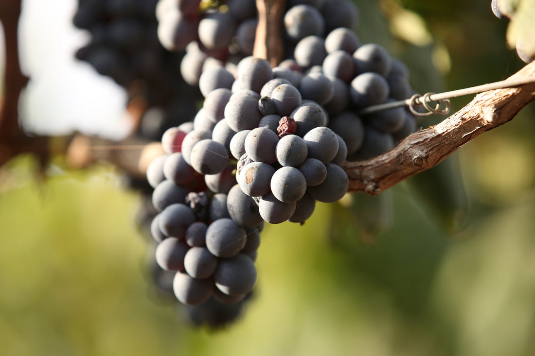 Masseria Fano Relais & Wine - Suite sea view soggiorno e degustazione Puglia Masseria Fano Relais & Wine