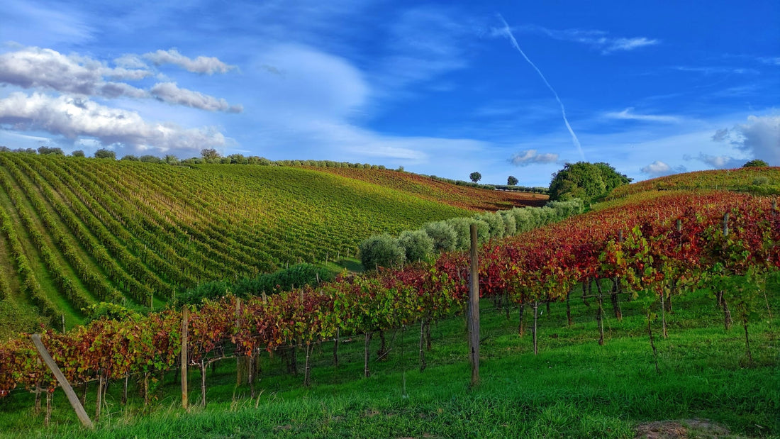 I Cacciagalli - Stay &amp; Tasting