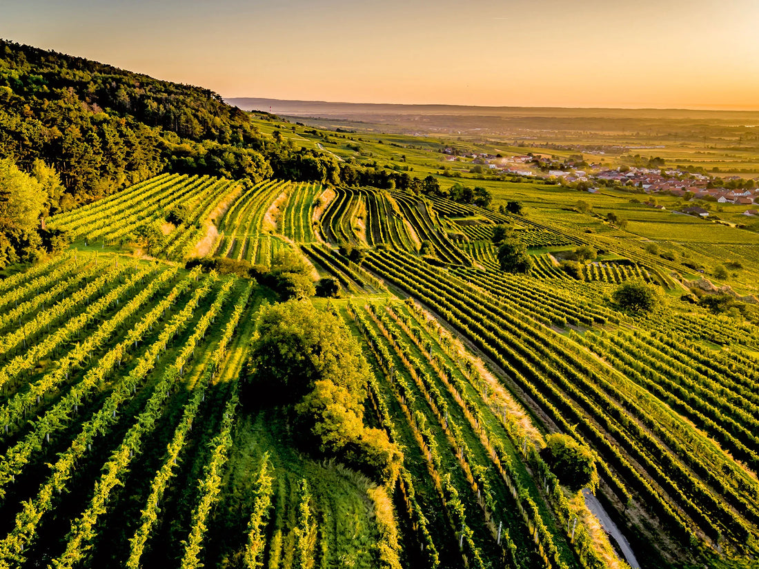 Fratelli Borgogno - Viaggio nelle Denominazioni Piemonte Fratelli Borgogno