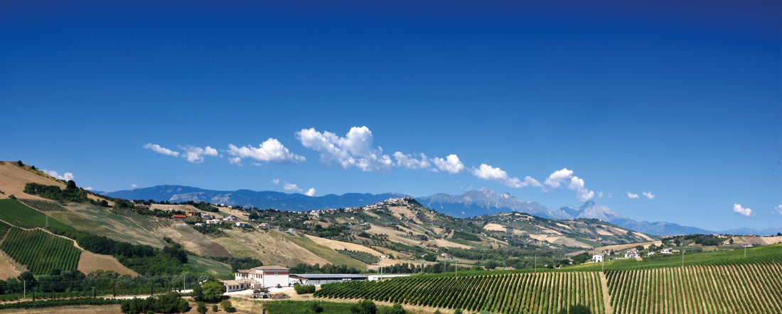 Barone di ValForte - Degustazione DOC Abruzzo Barone di ValForte