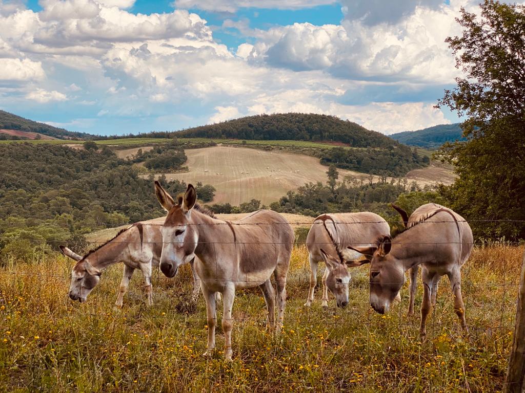 Fattoria La Maliosa - Degustazione e visita della Fattoria Toscana Fattoria La Maliosa