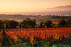 Antonelli San Marco - Tasting of 6 wines
