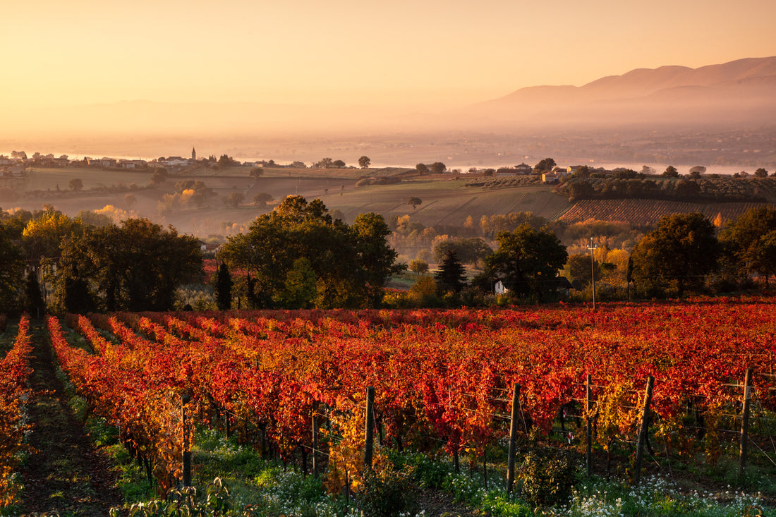 Antonelli San Marco - Degustazione 3 vini Umbria Antonelli San Marco