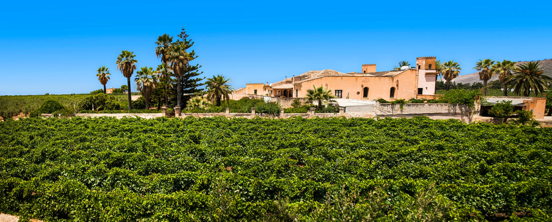 Baglio Ingardia - FULL WINE TASTING 6 VINI Sicilia Baglio Ingardia