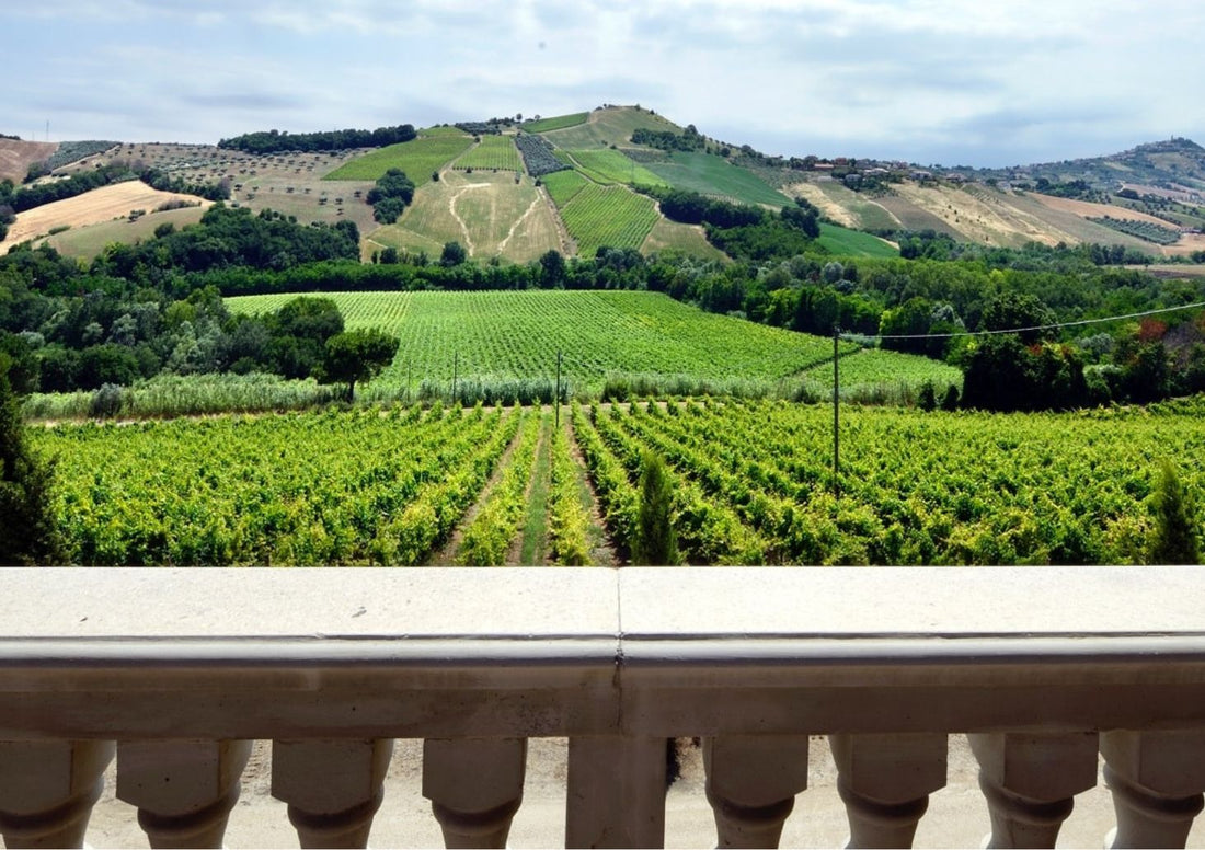 Barone di ValForte - Degustazione DOCG Abruzzo Barone di ValForte