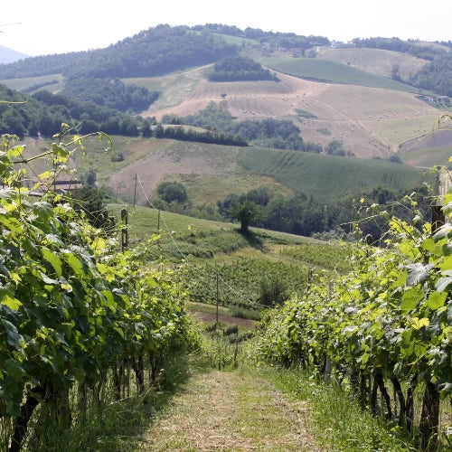 La Bandina - Lunch tasting e tour Emilia Romagna La Bandina