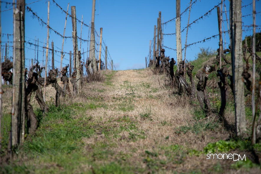 Pasqualetti Viticoltori - Degustazione 5 vini Toscana Pasqualetti Viticoltori