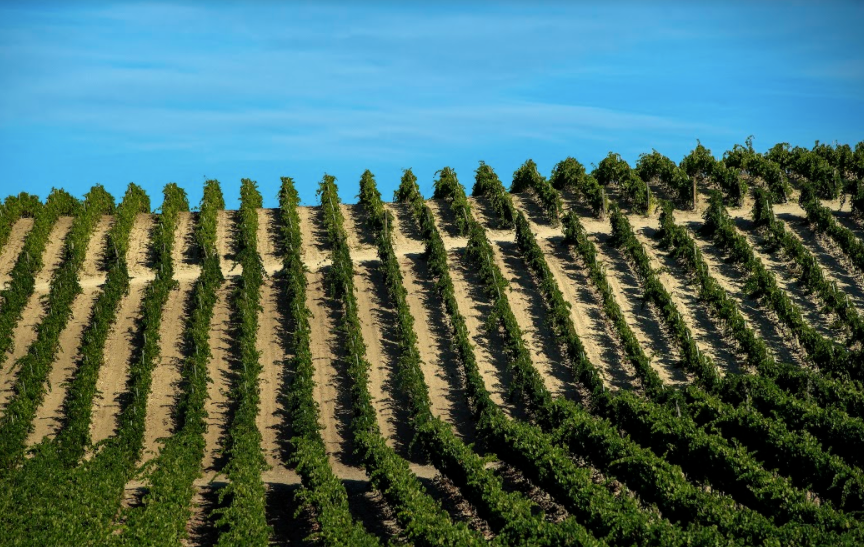 Cusumano - Degustazione Sicilia Cusumano