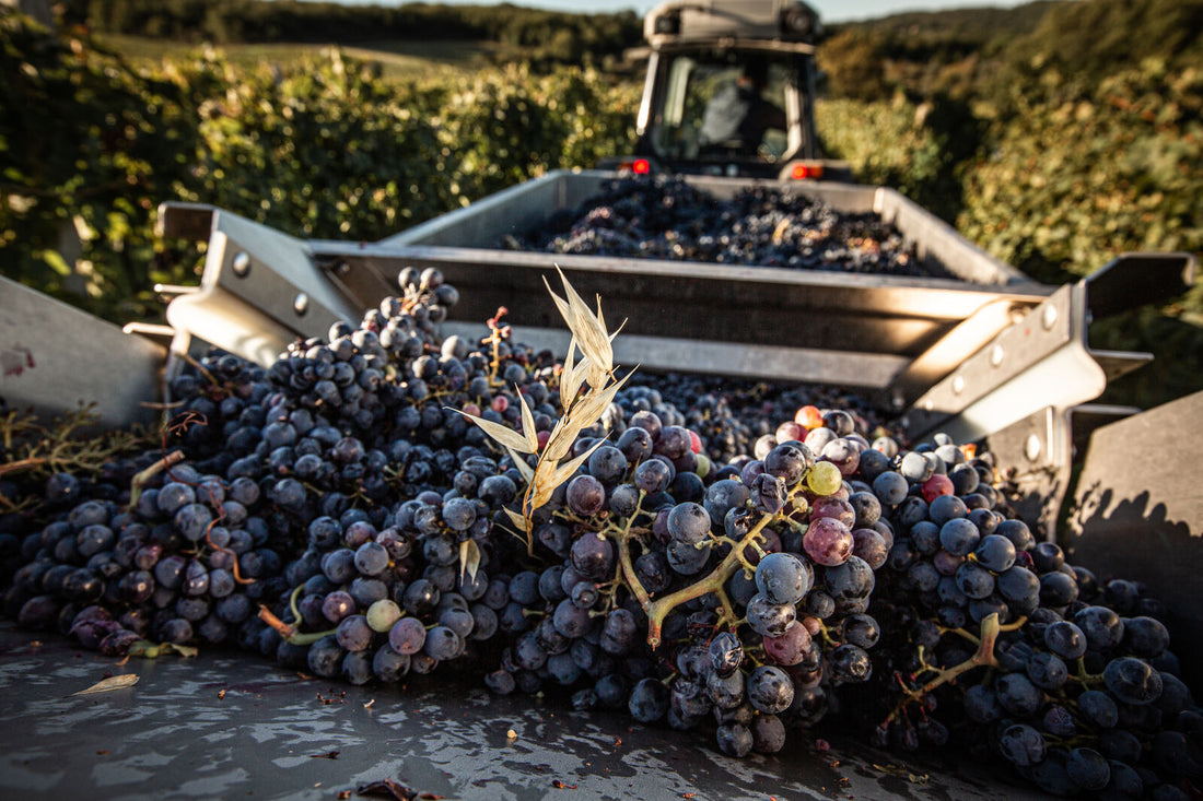 Le Filigare - Degustazione di 4 Vini con Tagliere Toscana Le Filigare