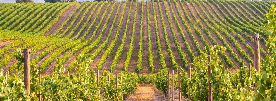 Castel de Paolis - Degustazione Premium Lazio Castel de Paolis