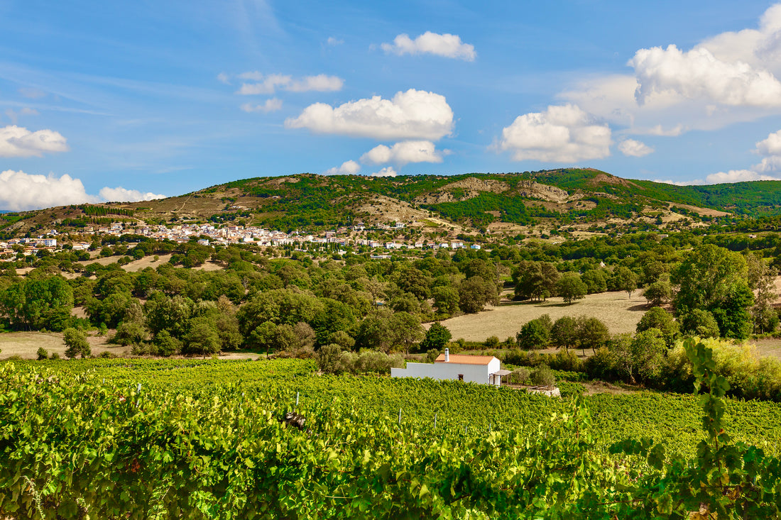 Cantina Sedilesu - Visita e Degustazione 4 Vini Sardegna Cantina Sedilesu