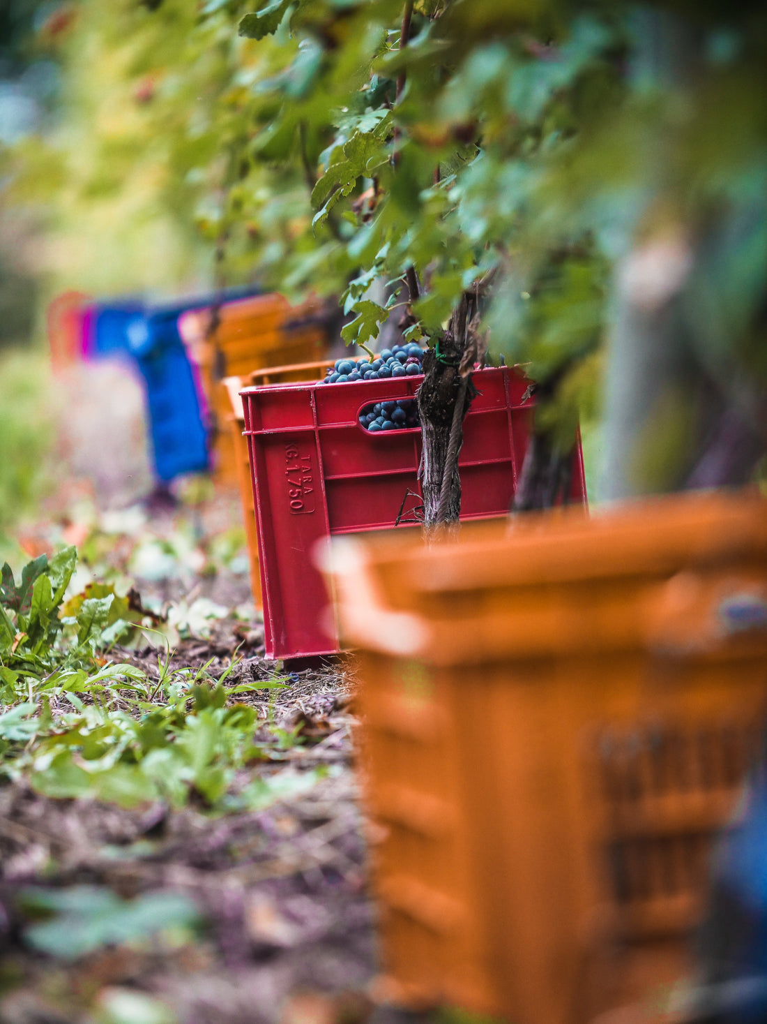 Pietro Cassina - Degustazione alla Cieca Piemonte Pietro Cassina