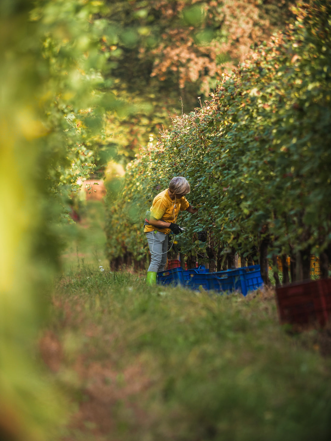 Pietro Cassina - Degustazione Plus Piemonte Pietro Cassina