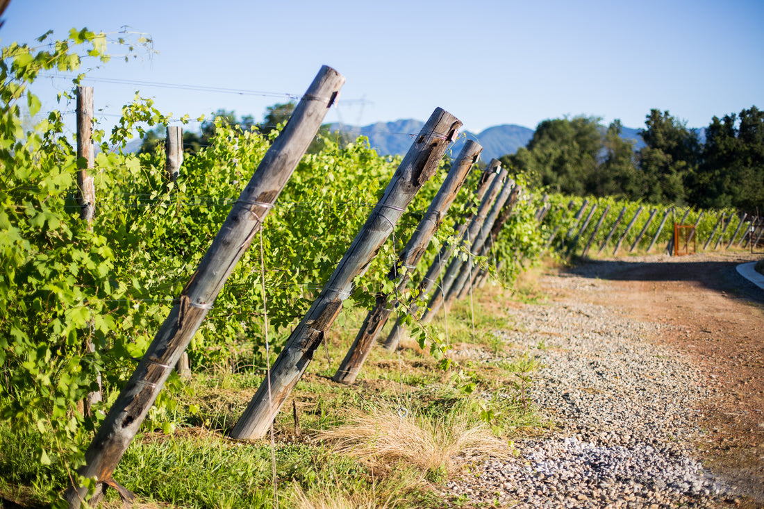 Pietro Cassina - Degustazione Verticale Lessona Piemonte Pietro Cassina