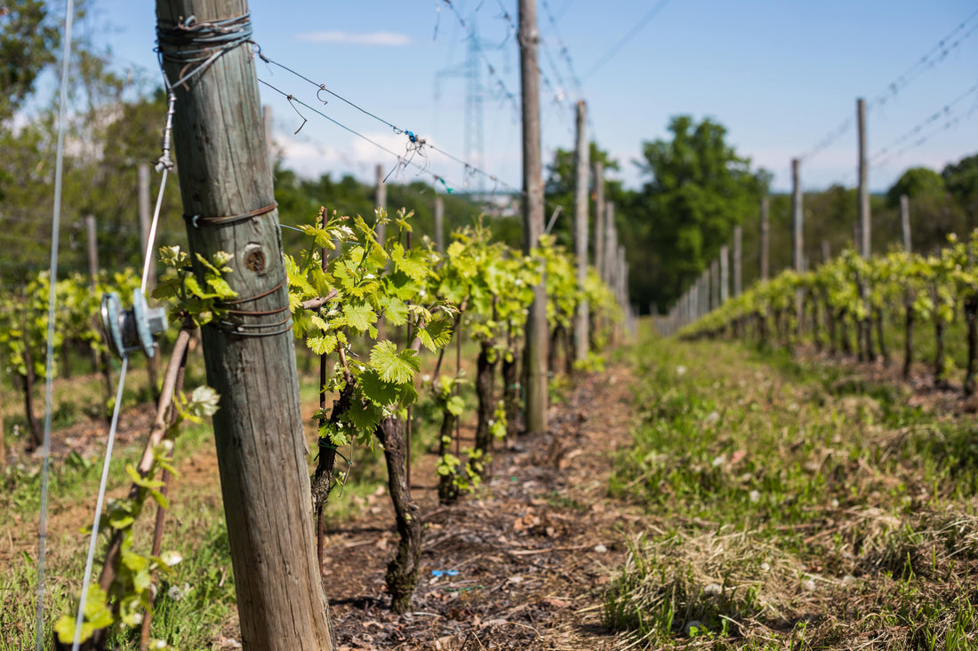 Pietro Cassina - Degustazione Verticale Vespolina Piemonte Pietro Cassina